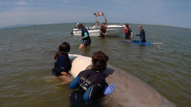 ep una ballena varada en la playa del trabucador del delta de lebre tarragona