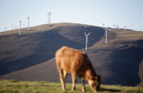 ep una vaca pasta frente a un grupo de aerogeneradores en el parque eolico de o fiouco de la serra
