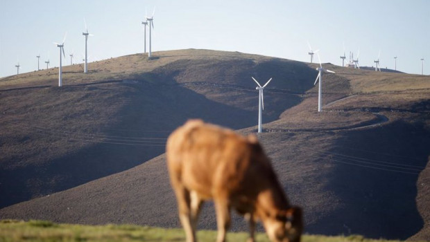 ep una vaca pasta frente a un grupo de aerogeneradores en el parque eolico de o fiouco de la serra