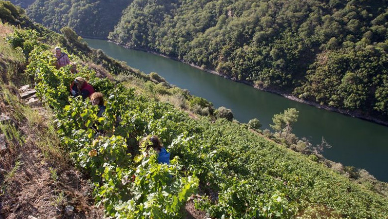 ep varios vendimiadores recogen racimos de uvas en el vinedo de la bodega algueira de la do ribeira ep varios vendimiadores recogen racimos de uvas en el vinedo de la bodega algueira de la do ribeira