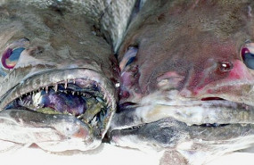 billingsgate fish billingsgate fish