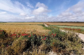 ep archivo campo de cereal con ribazos de plantas silvestres ep archivo campo de cereal con ribazos de plantas silvestres