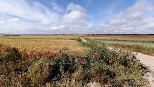 ep archivo   campo de cereal con ribazos de plantas silvestres