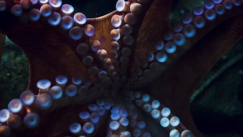 Archivo - Tentáculos de un pulpo. | XUNTA - Archivo ep archivo tentaculos de un pulpo