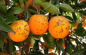 ep cooperativas agro-alimentarias insistereforzarcontrolesevitarentradaplagaseuropa