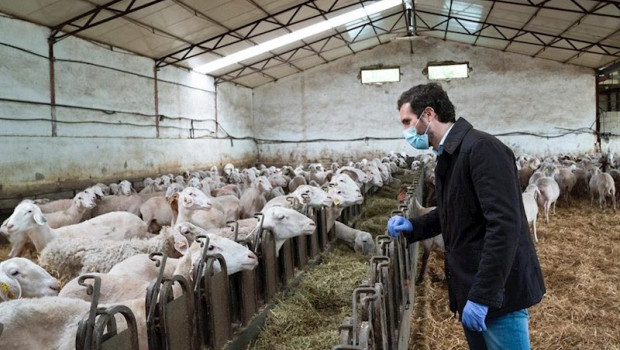 ep el lider del pp pablo casado visita una explotacion agraria dedicada al sector ovino en madrid en