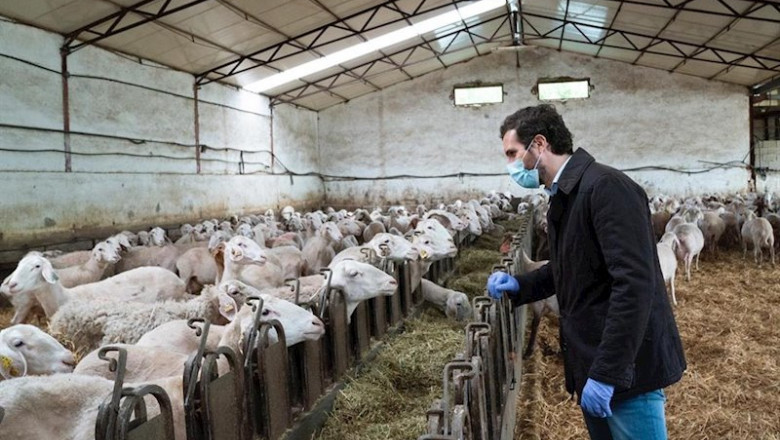 El líder del PP, Pablo Casado, visita una explotación agraria dedicada al sector ovino en Madrid. En Madrid, a 27 de abril de 2020. | DAVID MUDARRA (PP) ep el lider del pp pablo casado visita una explotacion agraria dedicada al sector ovino en madrid en