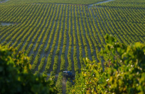 ep labores de recogida de la uva en los vinedos de las bodegas gonzalez byass de jerez de la