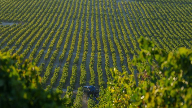 ep labores de recogida de la uva en los vinedos de las bodegas gonzalez byass de jerez de la