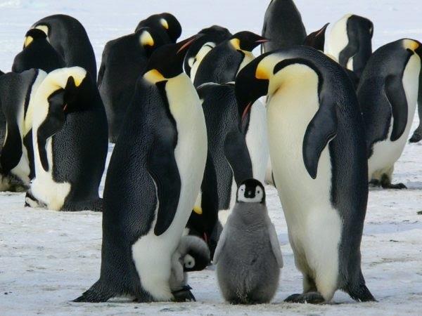 Pingüino emperador | SEO/BIRDLIFE ep pinguino emperador