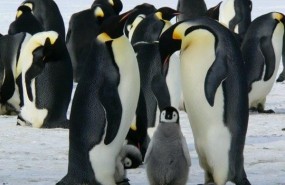 ep pinguino emperador