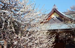 ep primavera secreta de japon