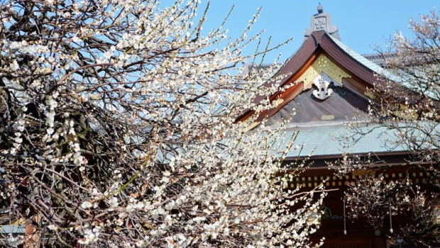 ep primavera secreta de japon