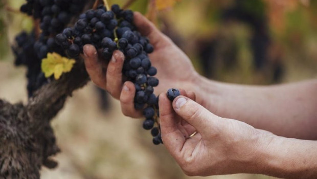 ep rioja califica como muy buena su cosecha de 2023 ep rioja califica como muy buena su cosecha de 2023