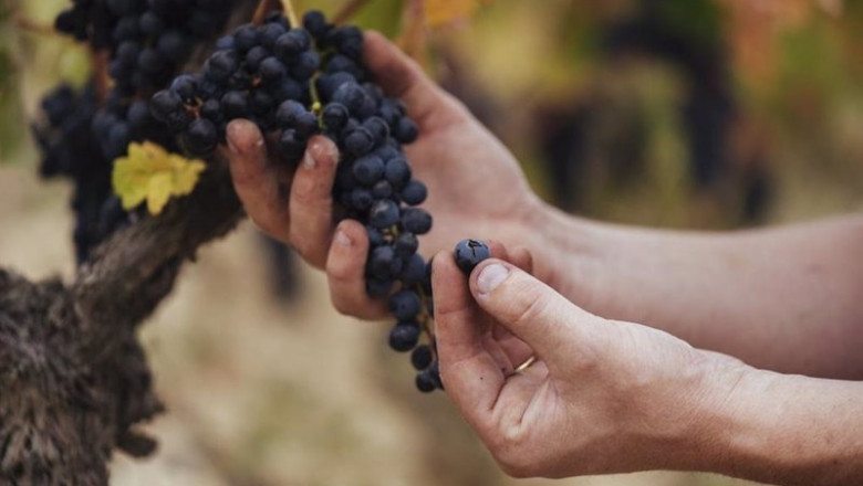 ep rioja califica como muy buena su cosecha de 2023