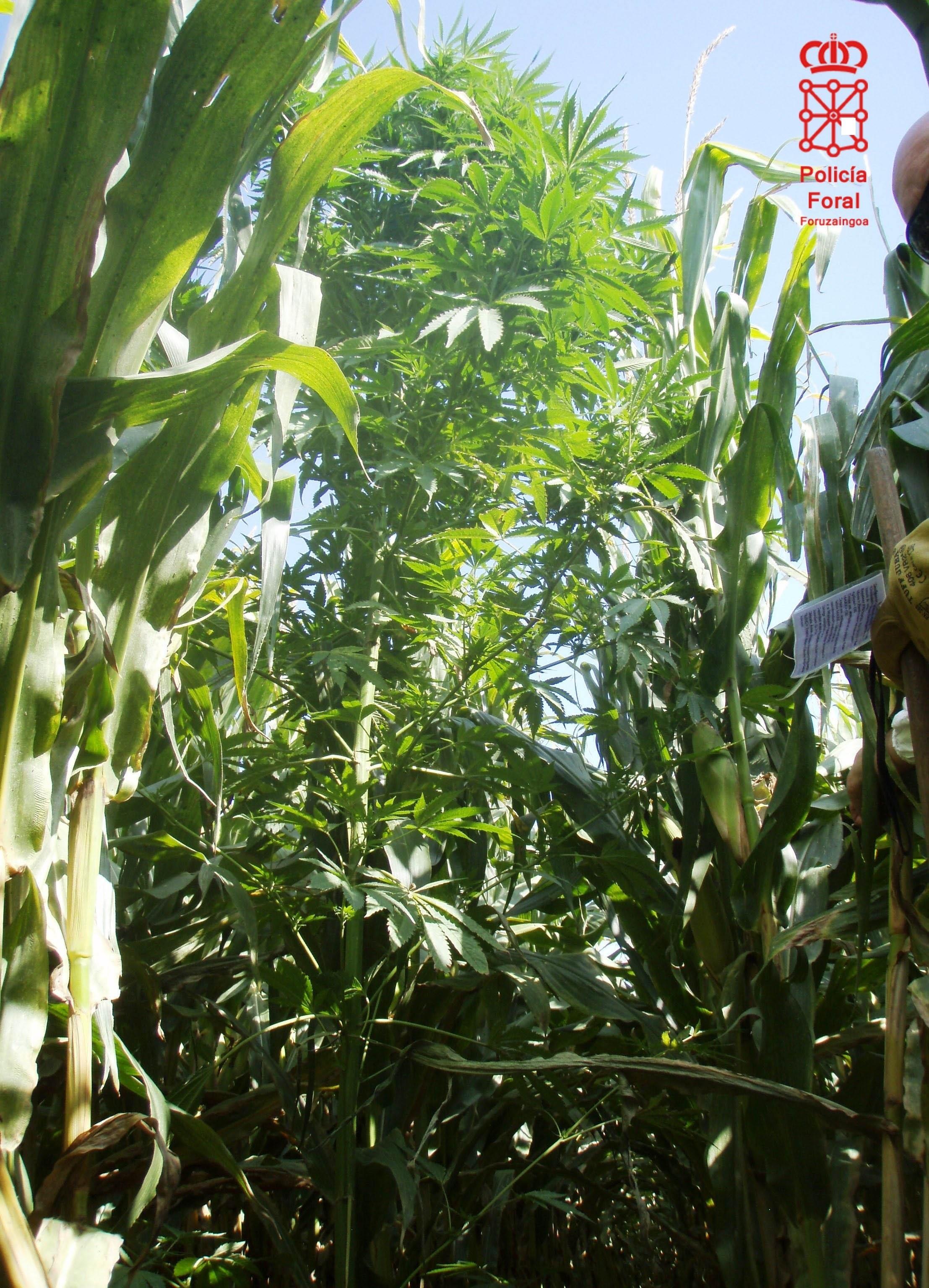 Una de las plantas incautadas. | EP/POLICÍA FORAL ep unalas plantas incautadas