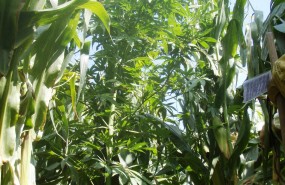 ep unalas plantas incautadas