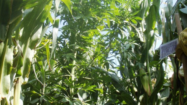 ep unalas plantas incautadas