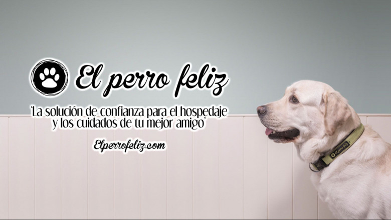 1637839339 perrofeliz6 