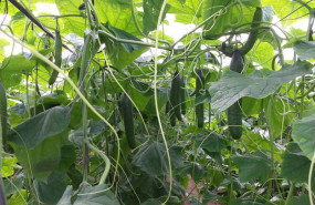 ep archivo   pepinos