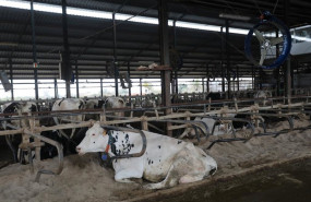 ep archivo   vacas frisonas