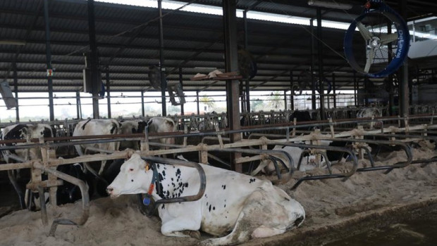 ep archivo   vacas frisonas