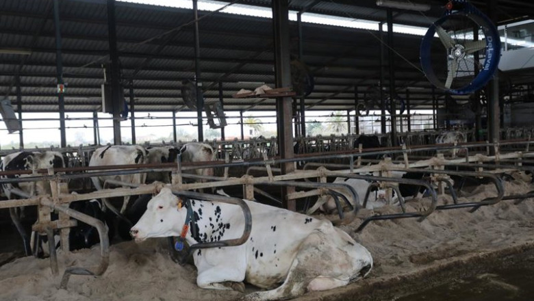 ep archivo vacas frisonas ep archivo vacas frisonas