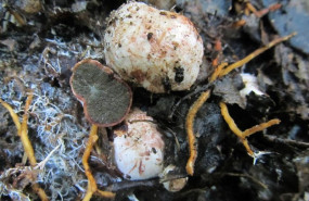 ep ejemplar de la nueva especie descubierta hysterangium atlanticum