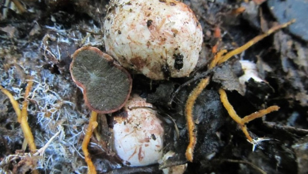 ep ejemplar de la nueva especie descubierta hysterangium atlanticum