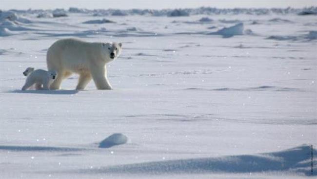 Oso polar con su cría | WWF ep oso polarsu cria