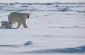 ep oso polarsu cria ep oso polarsu cria