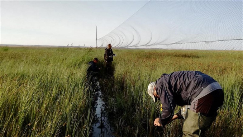 Voluntarios contribuyen al estudio y seguimiento de aves migratorias en Palencia | FUNDACIÓN GLOBAL NATURE - Archivo ep voluntarios contribuyenestudioseguimientoaves migratoriaspalencia