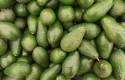 aguacate avocado aguacate avocado