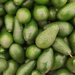 aguacate avocado aguacate avocado