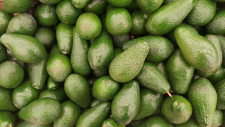 aguacate avocado aguacate avocado