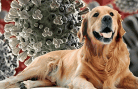 coronaviruscbanimales1