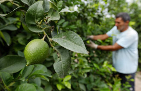 ep archivo   agricultor entre limones