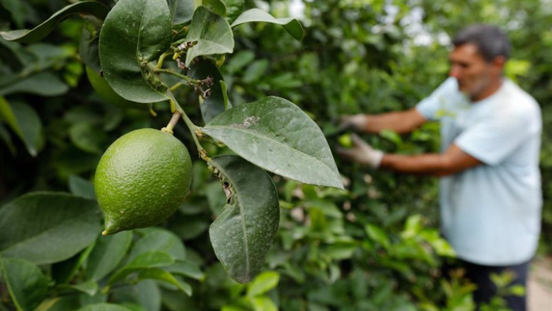 ep archivo agricultor entre limones ep archivo agricultor entre limones