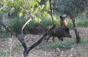 ep archivo   el consell consolida el control de jabalies y otras especies y prepara un refuerzo de