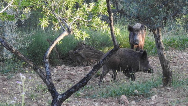 ep archivo   el consell consolida el control de jabalies y otras especies y prepara un refuerzo de