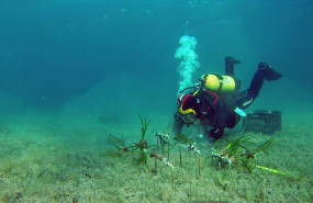 ep archivo   praderas de posidonia del bosque marino de redeia en la bahia de pollena