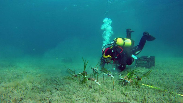 ep archivo praderas de posidonia del bosque marino de redeia en la bahia de pollena ep archivo praderas de posidonia del bosque marino de redeia en la bahia de pollena