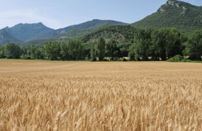 ep campo de cultivo de trigo sostenible