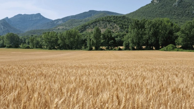 ep campo de cultivo de trigo sostenible