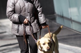 ep discapacidad discapacitado ciego personas ciegasperro guia lazarillo 20170629171302
