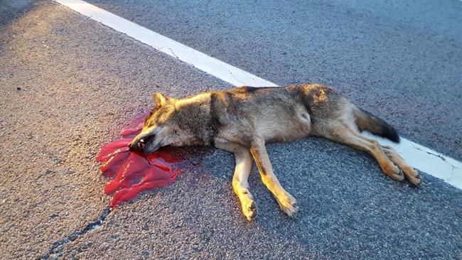 Lobo atropellado en la A1 | EQUO ep lobo atropelladola a1