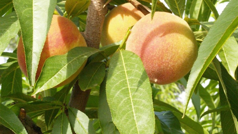 Melocotones en el campo | LA UNIÓ DE LLAURADORS - Archivo ep melocotonescampo
