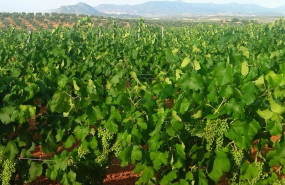 ep plantacion de cava en tierra de barros