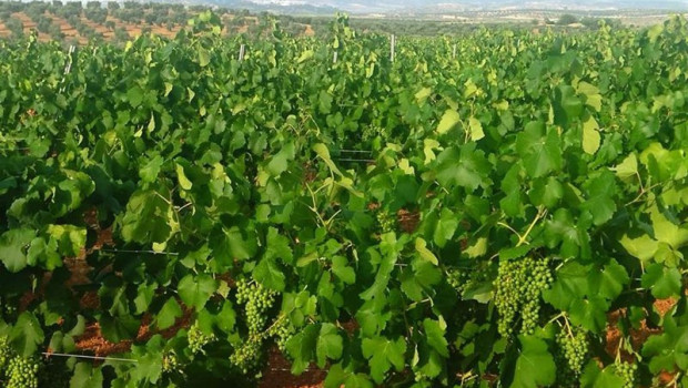 ep plantacion de cava en tierra de barros