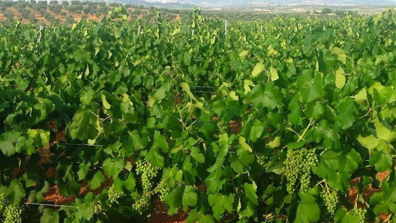 ep plantacion de cava en tierra de barros ep plantacion de cava en tierra de barros